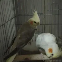 ۱عروس هلندی ۵/۶ ماهه
