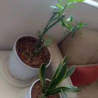 گلدان سفید نو