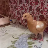 جوجه مولیمنز کاکلی کرمانی