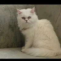 گربه پرشین ماده