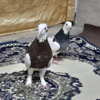کفتر