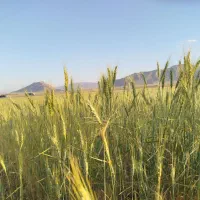 کود اوره