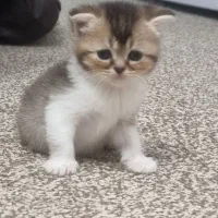 گربه اسکاتیش