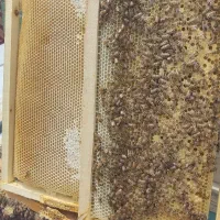 عسل بهاره کاملا طبیعی به شرط آزمایش