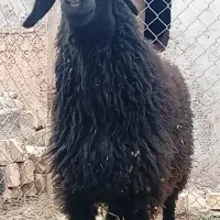 بره»قوچ اصیل/ شال ژن دو قلو زا