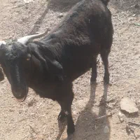 یک عدد بزچاق|حیوانات مزرعه|کرباسک, |دیوار