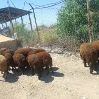 16رس بره افشاری