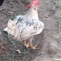 خروس گلینی جوان