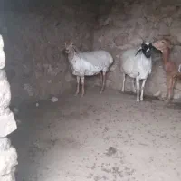 بره