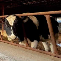 فروش چند راس گاو،گوساله هلشتاین اصیل