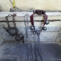 قلاده سگ و دستبند اسب