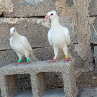 کبوتر دور وپلاکی