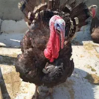 بوقلمون نر جوان