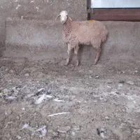 بره‌ماده