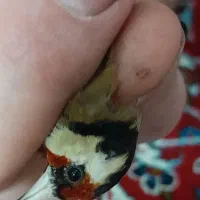 سهره