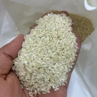 عرضه انواع برنج چمپا و عنبربو و نیم دانه