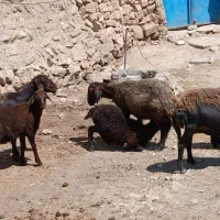 میش و بره کلات نادر