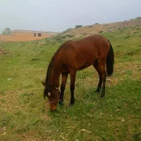 اسب مادیان