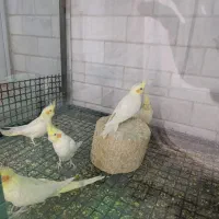 عروس هلندی