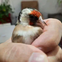 سره ماده جوان خیابان میرداماد