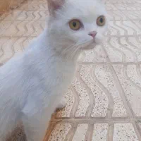 گربه ی خانگی ما گمشده