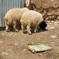 بره چاغ صادراتی فروشن