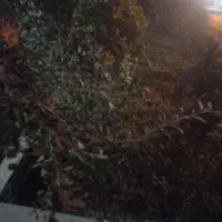 اسپار باغ انگور