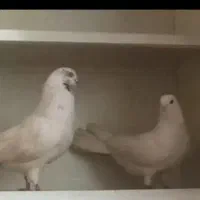 ۳ عدد کبوتر