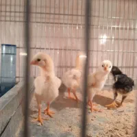 جوجه لاری اوشامو دانگ‌ بالا