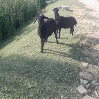 گوسفندان قره قزل ماده
