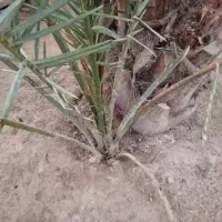 کاشت نخل پاجوش