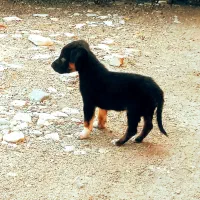 واگذاری توله رتوایلر