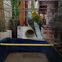 مرغ عشق انگلیسی