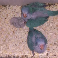 طوطی راهب ،گرینچیک،برزیلی و جوجه ها سرلاکی