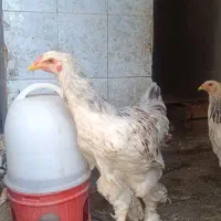 خروس برهما کینگ سایز
