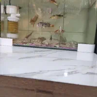 آکواریوم ماهی شیشه خم