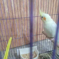 عروس هلندی