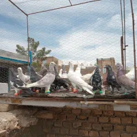 کف پرش|پرنده|سبزوار, ولیعصر (نجار آباد)|دیوار
