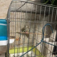 گرینیچک نر دستی سخنگو