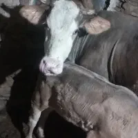 گاو با گوساله