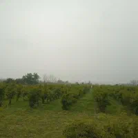 باغ انار|فروش زمین و ملک کلنگی|بندر گز, |دیوار