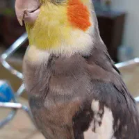 عروس هلندی مولد به همراه قفس و لوازم