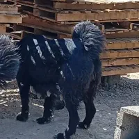 واگزاری سگ ماده