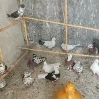 کفتر  گرفتنی