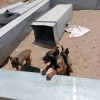 سگ  خارجی  نژاد ژرمن شپرد