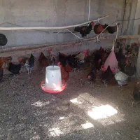 عرضه تخم مرغ وبوقلمون نطفه دار وخوراکی