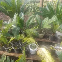 سیکاس|گل و گیاه طبیعی|خمام, |دیوار