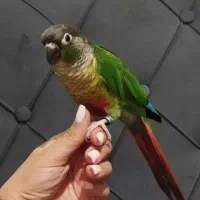 گرینچیک ماده یک سال و نیم