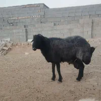 قوچ همو