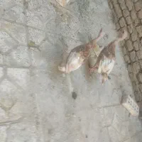 اردک و بوقلمون نر